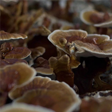 reishi-mushroom-powder